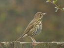 Mistle Thrush (Turdus viscivorus)